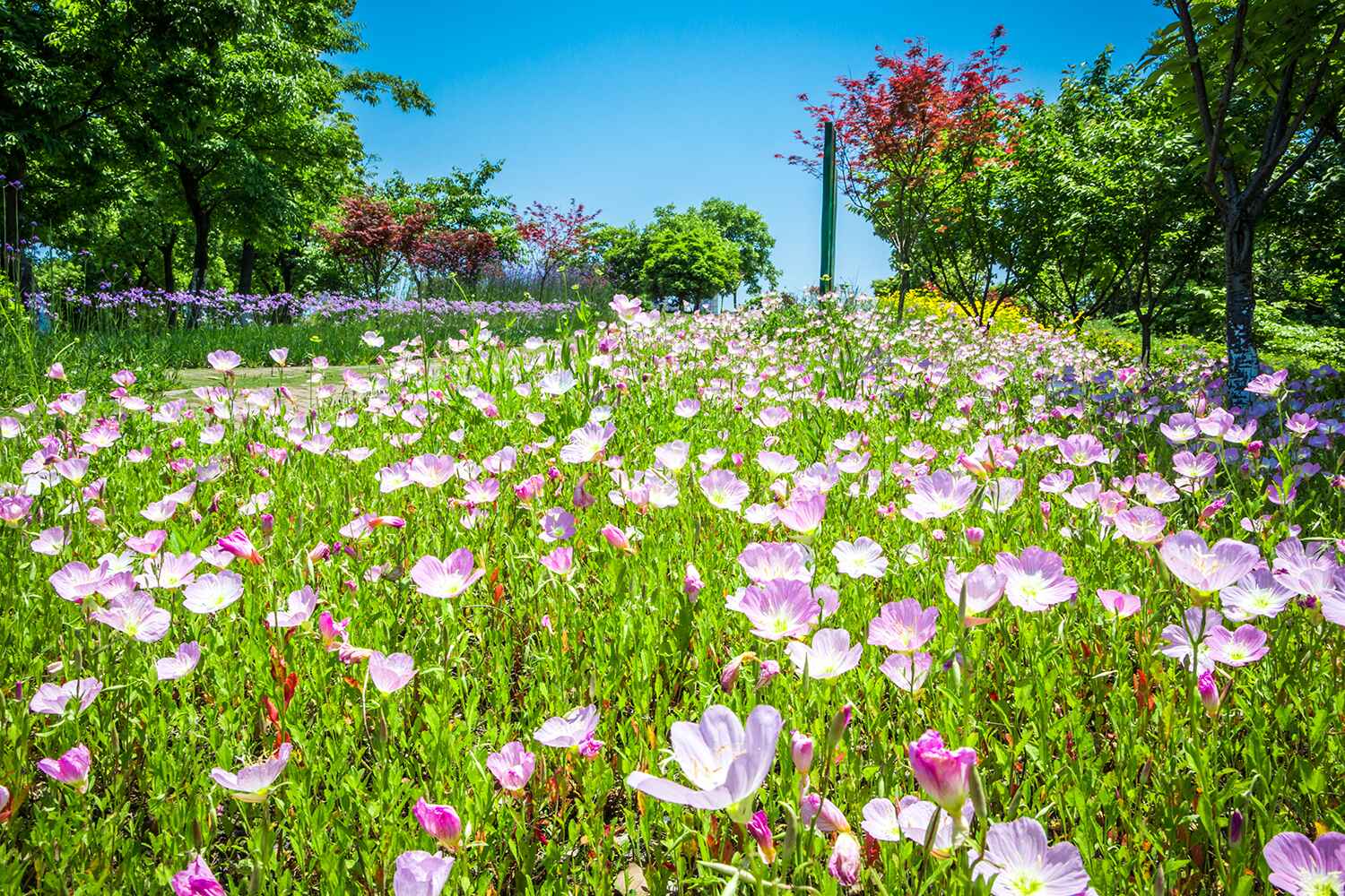 Flower Garden